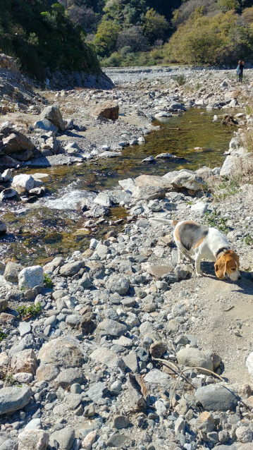 ROGHUDI VECCHIO CITTA FANTASMA ASPROMONTE FIUMARA AMENDOLEA CANE BEAGLE