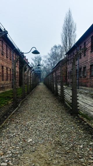 AUSCHWITZ FILO SPINATO