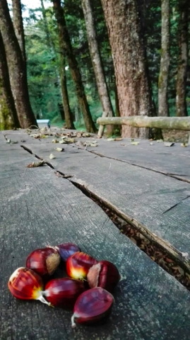 CALABRIA AUTUNNO FOLIAGE CASTAGNE