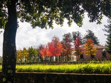CALABRIA AUTUNNO FOLIAGE SERRA SAN BRUNO ALBERI