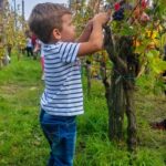 CALABRIA BIMBI FATTORIA DIDATTICA UVA