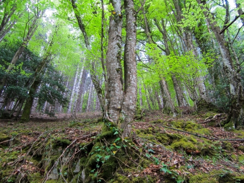 GAMBARIE COSA VEDERE BOSCO