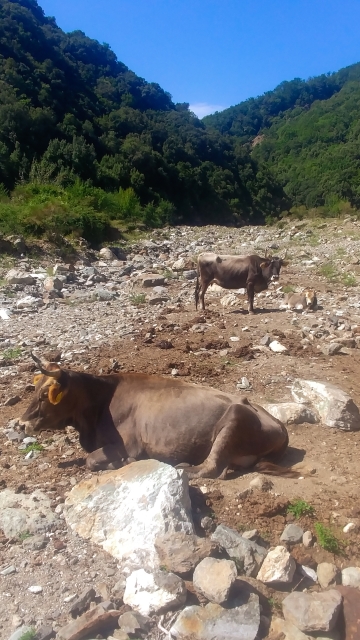 PIETRA CAPPA ASPROMONTE MUCCHE