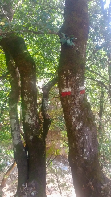 PIETRA CAPPA ASPROMONTE SENTIERO ITALIA