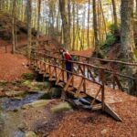 BIMBI CALABRIA BOSCO FATE ASPROMONTE FOLIAGE