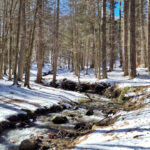 CALABRIA CAMIGLIATELLO NEVE BOSCO