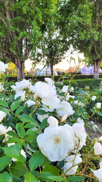 PARCO BIODIVERSITA' CALABRIA BAMBINI ROSE BIANCHE