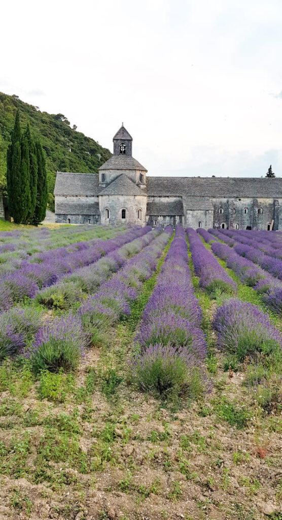 PROVENZA SENANQUE COME ARRIVARE