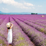 VALENSOLE COSA VEDERE CAMPI LAVANDA