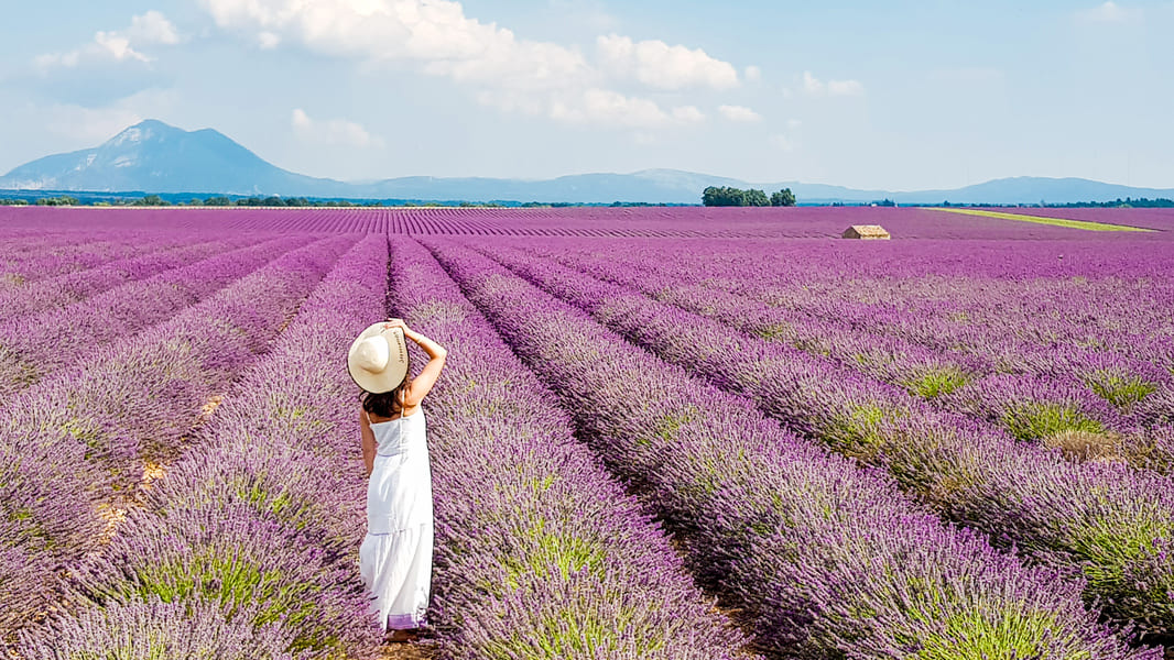VALENSOLE COSA VEDERE CAMPI LAVANDA