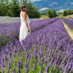 LAVANDA CALABRIA QUANDO FIORISCE