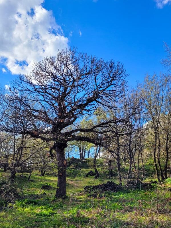 ETNA DOVE DORMIRE BOSCOSCURO ALBERO SECOLARE