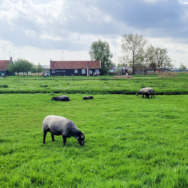 Cosa Vedere ad Amsterdam in 3 giorni ZAANSE SCHANS