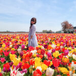 AMSTERDAM DOVE DORMIRE LOW COST TULIPANI