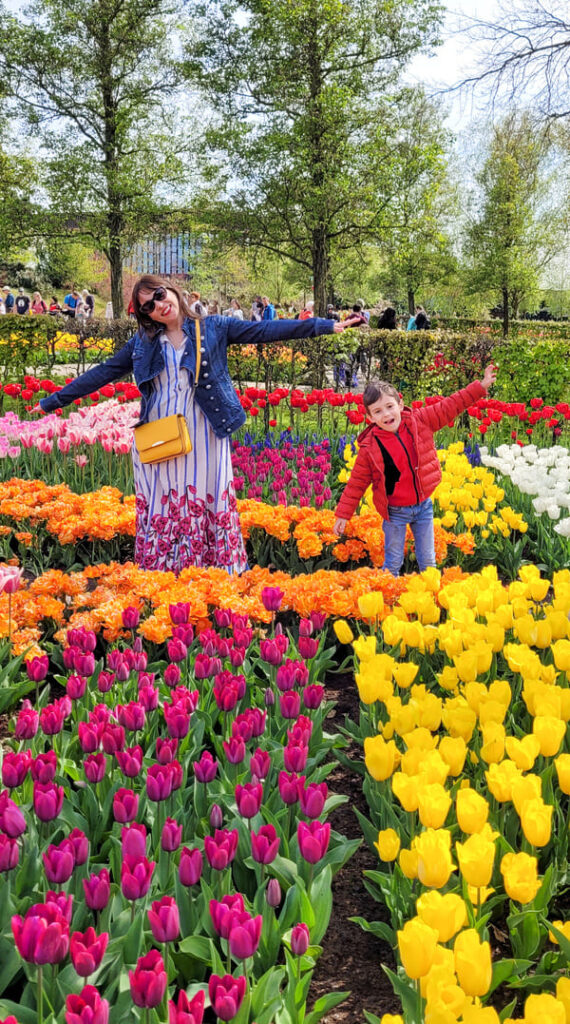 TULIPANI AMSTERDAM DOVE QUANDO
