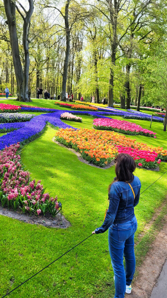 TULIPANI AMSTERDAM DOVE QUANDO NERO KEUKENHOF