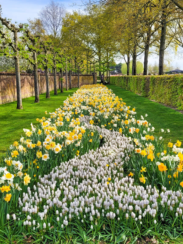 TULIPANI AMSTERDAM DOVE QUANDO