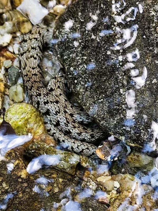 VALLI CUPE FAUNA SERPENTE
