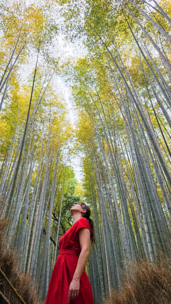 COSA VEDERE IN GIAPPONE FORESTA BAMBU