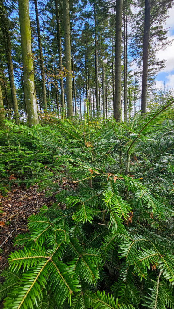 La vegetazione del Parco Nazionale di Thy nella Danimarca del Nord